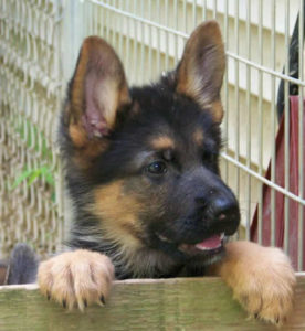 German Shepherd Breeders,German Shepherd puppies for sale,