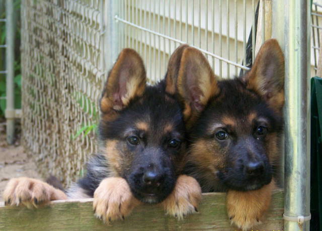pedigree german shepherd puppies for sale near me