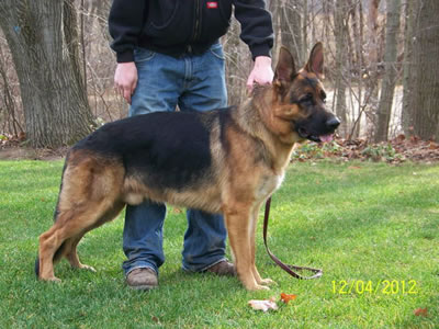 kolenda german shepherds