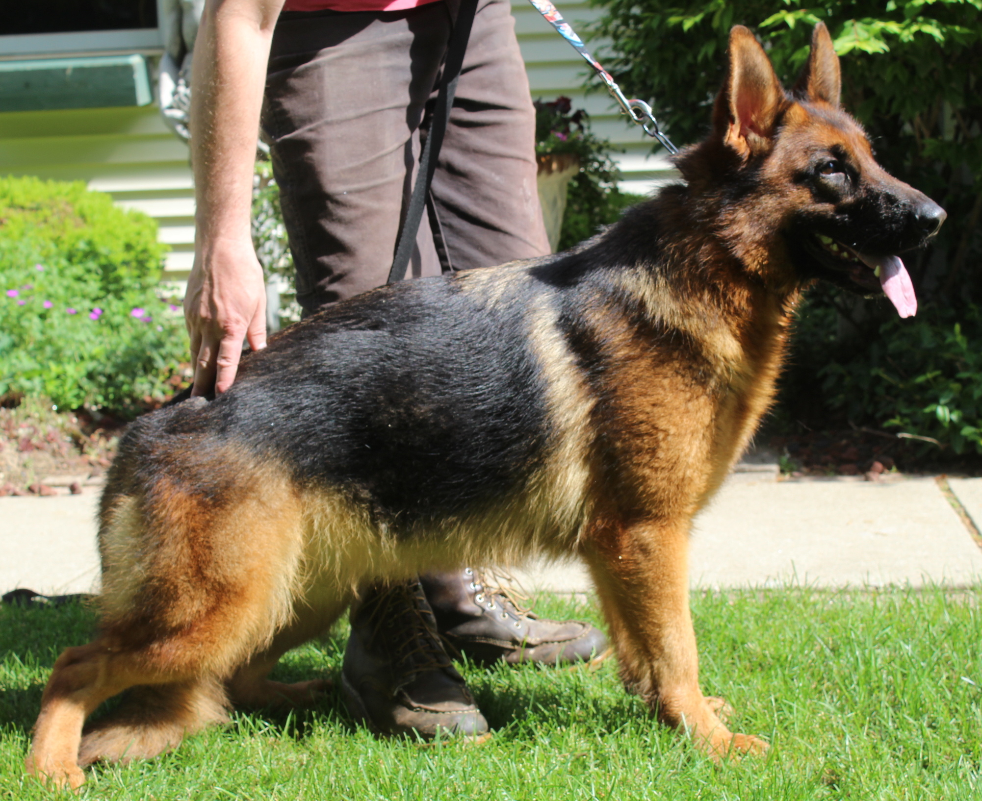 Fronie vom Fleischerheim 'A' Hips & Elbows, DM Free | Kolenda Kennels