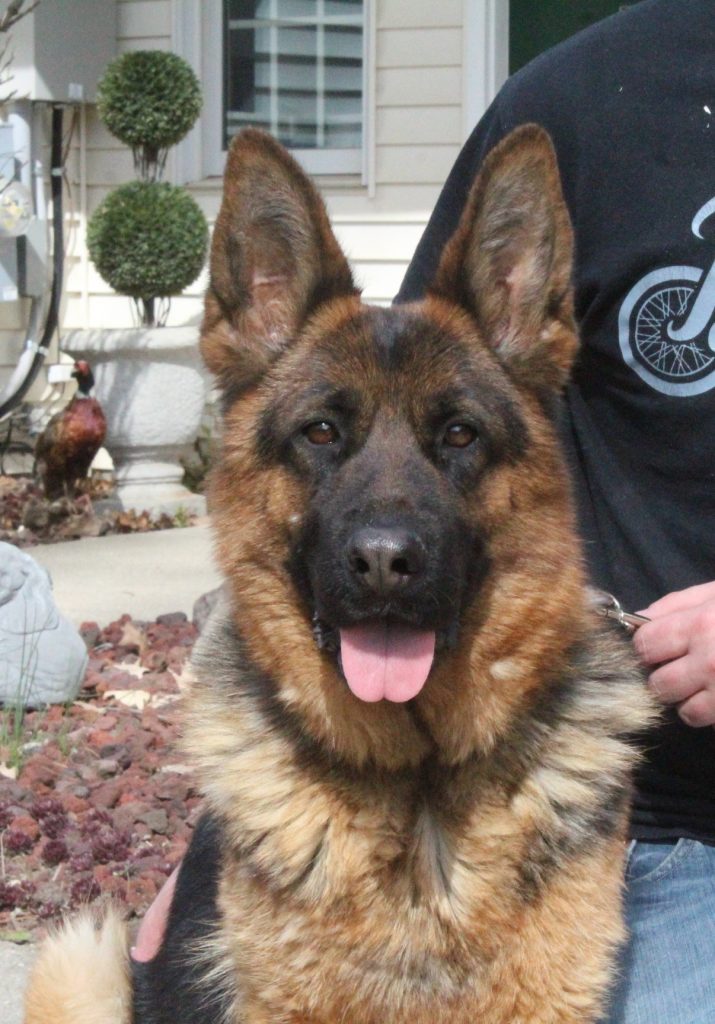 A German shepherd dog.