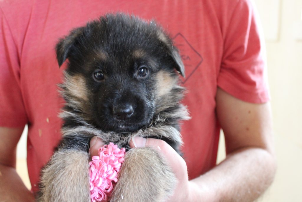 German Shepherd with ears down being held up for portrait shot with pink ribbon to indicate female gender